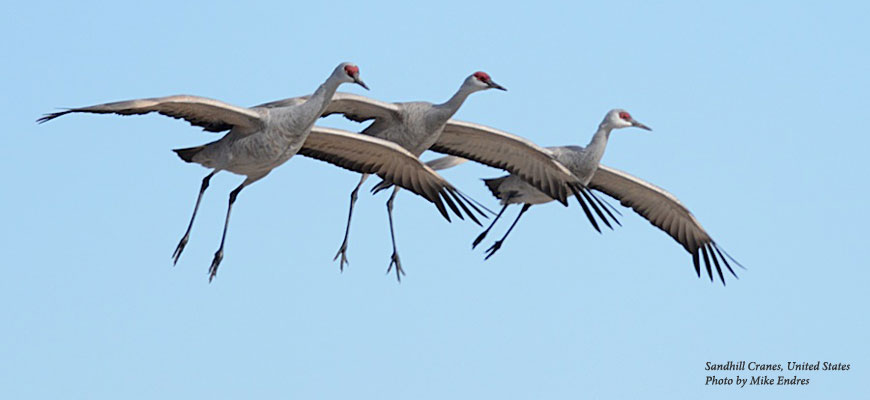 Sandhill Cranes come in for a landing.