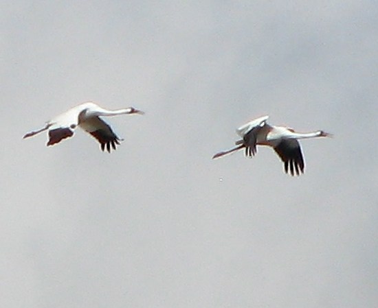 Whooping Cranes in flight