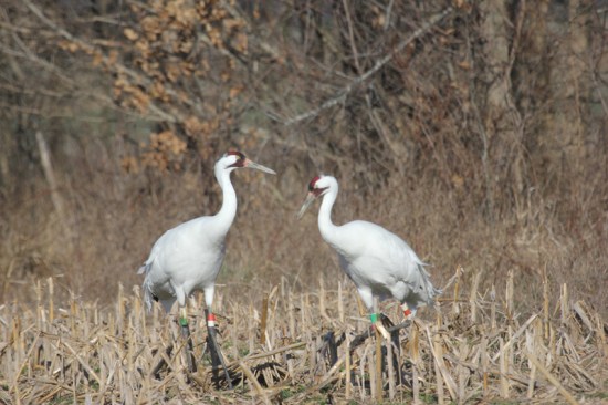 Here they are in February, 2017, on their Richland County, Illinois territory. Photo: Leroy Harrison