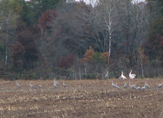 Whooping Cranes and Sandhill Cranes forage in field
