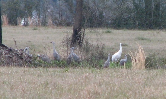 Whooping Crane foraging with Sandhill Cranes