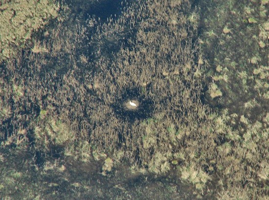Aerial view of #9-03 (mate of 3-04) nest on April 23. Photo Sara Zimorski, ICF