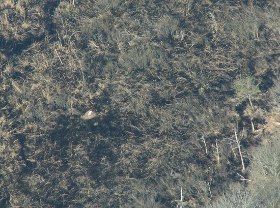 Sara Zimorski took this photo of the pair’s nest from a plane on April 23, 2008.