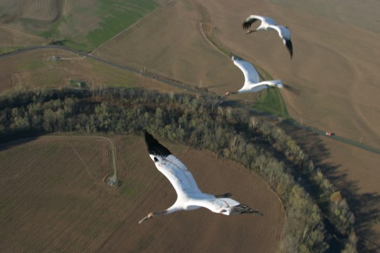 15-04 in flight with two others on Nov. 8, 2004 while leaving Muscatatuck NWR, in Indiana. Photo: Joe Duff