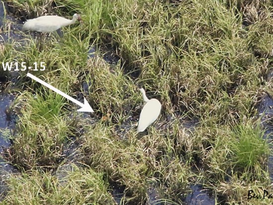 Aerial view of Whooping Crane pair with chick