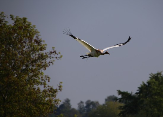 Juvenile Whooping Crane in flight.