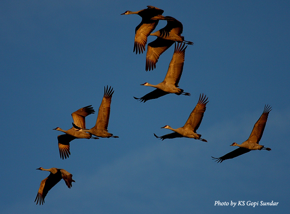sandhill cranes against a blue sky