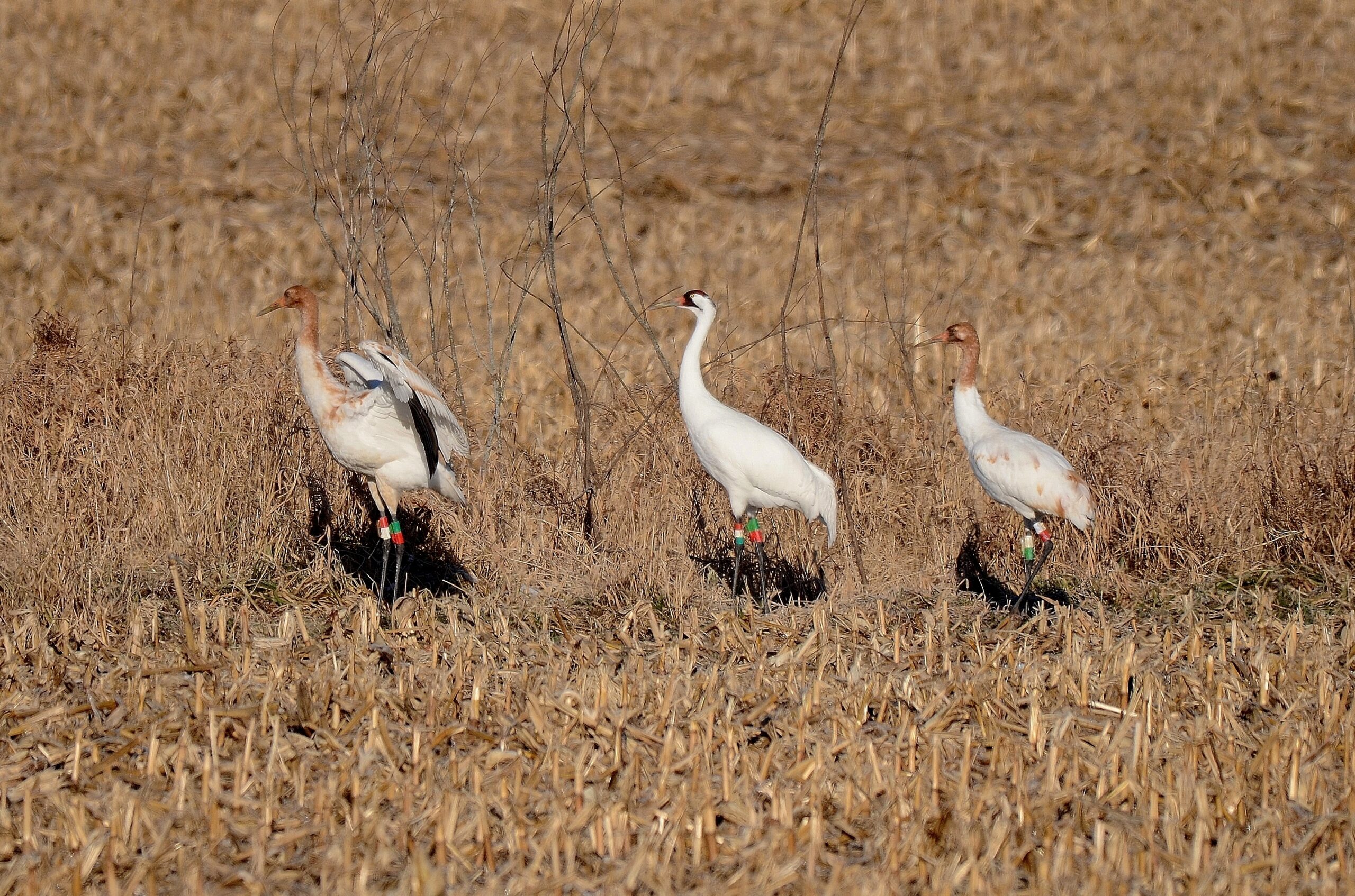 An adult and two juvenile Whooping Cranes in a marsh.