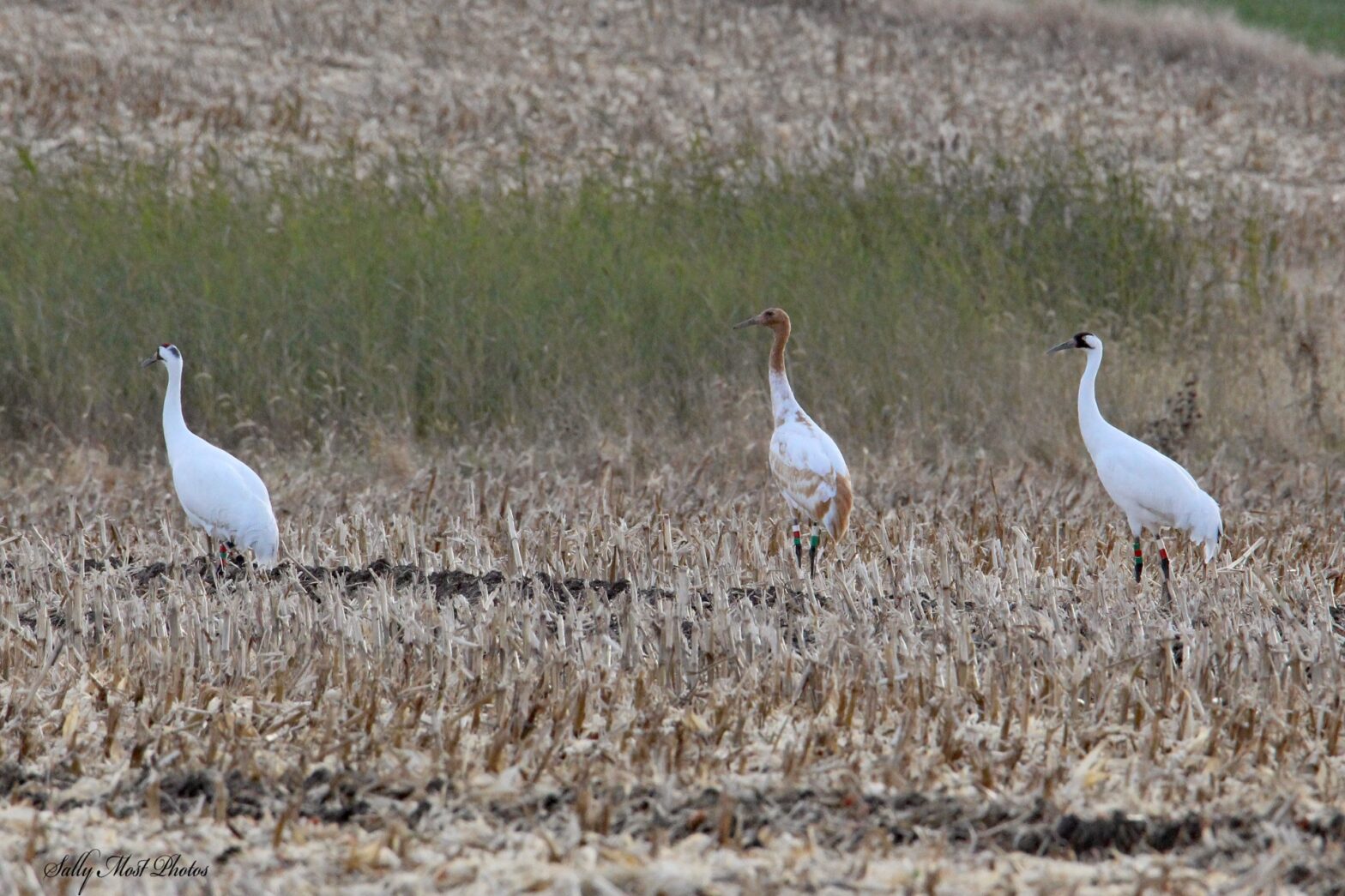 Two adult cranes stand in a harvested corn field with their chick between them. The chick is almost adult size but has cinnamon brown plumage on its head and neck.
