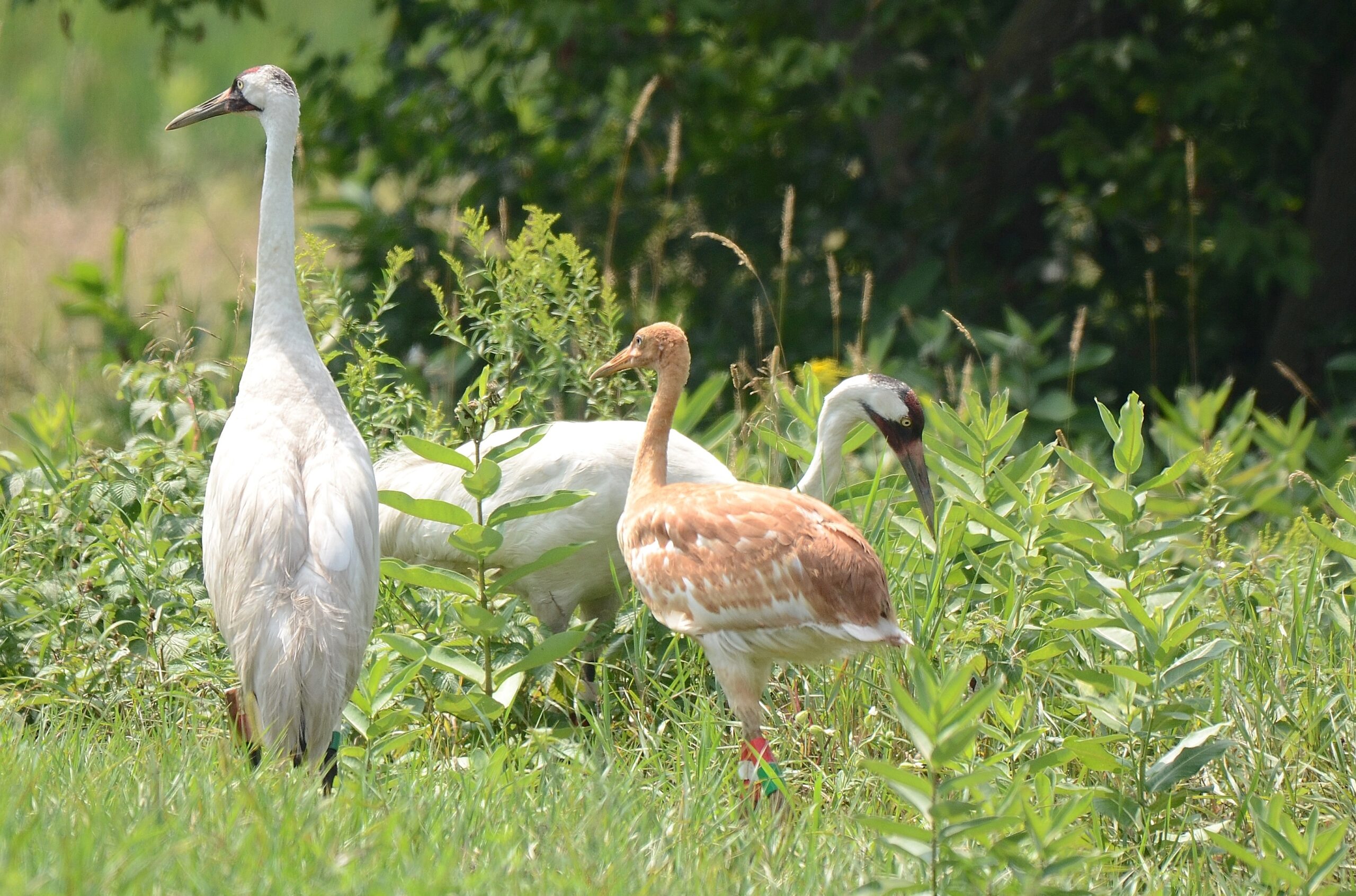 Two adult Whooping Cranes and chick in field.