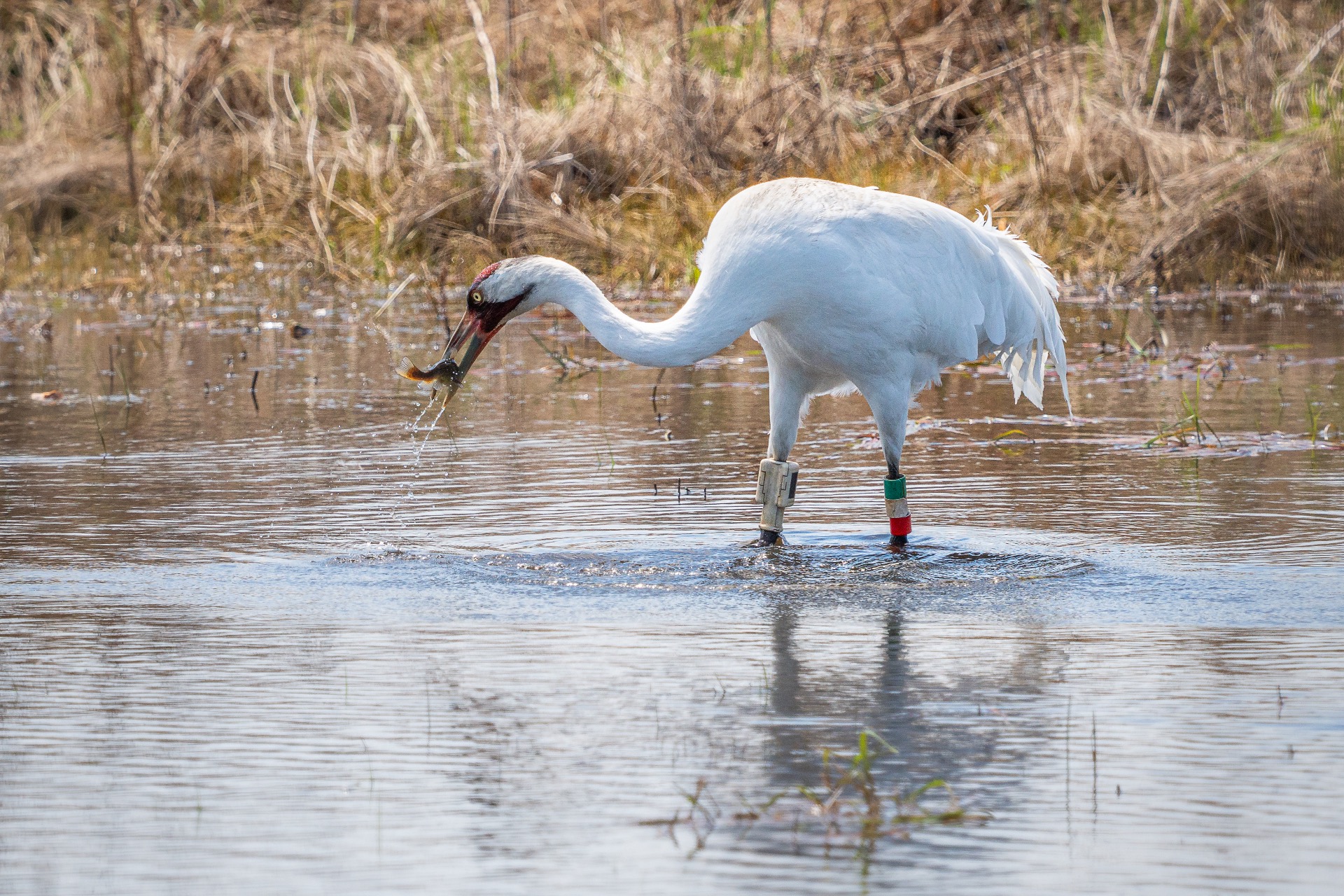 An adult Whooping Crane stands in a pool of water with a fish in its beak.