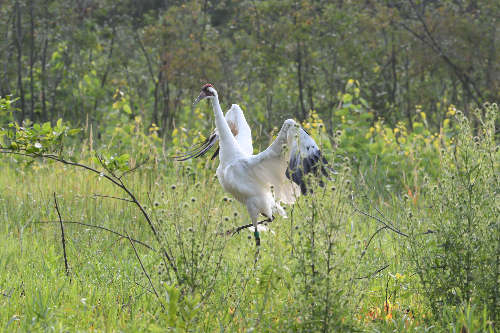 An adult Whooping Crane stands in some scrubby bushes with his wings outstretched.