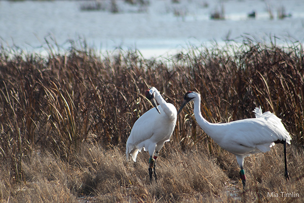 Two adult Whooping Cranes stand in wetland at Horicon Marsh. Text: Mia Timlin
