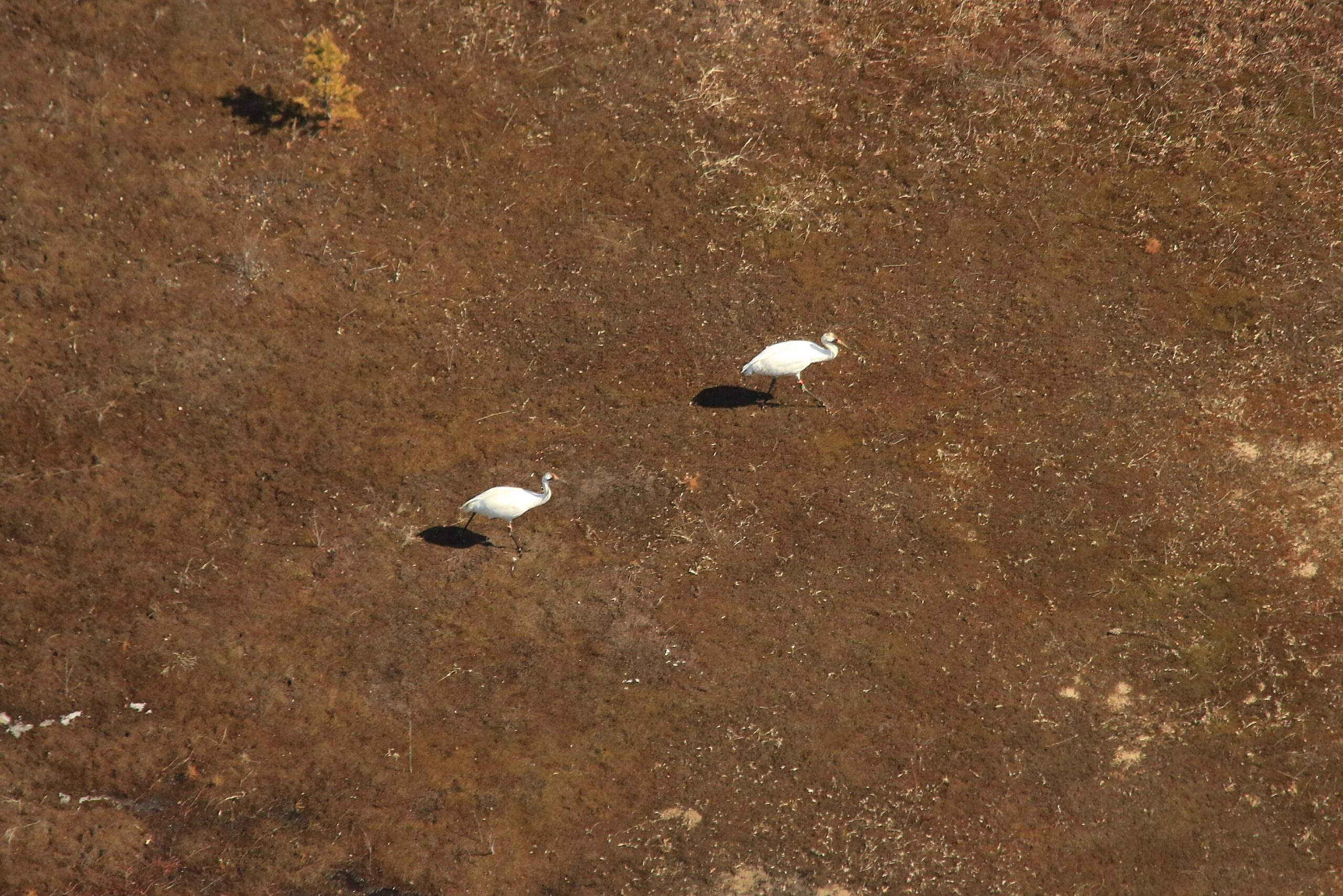 Aerial view of two Whooping Cranes in a marsh.