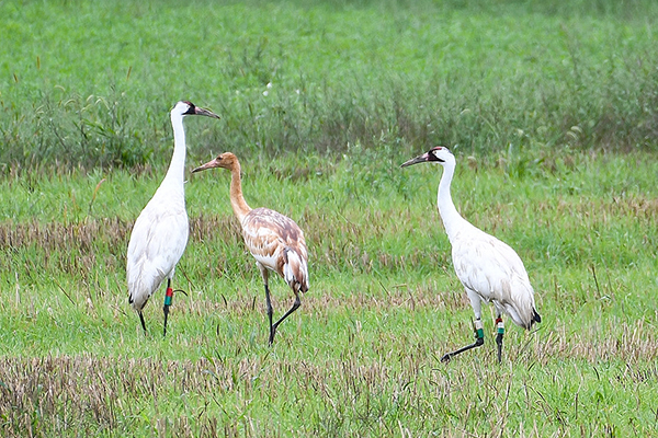 A juvenile Whooping crane with brown and white plumage stands between two adult whooping cranes in a grassy field. 