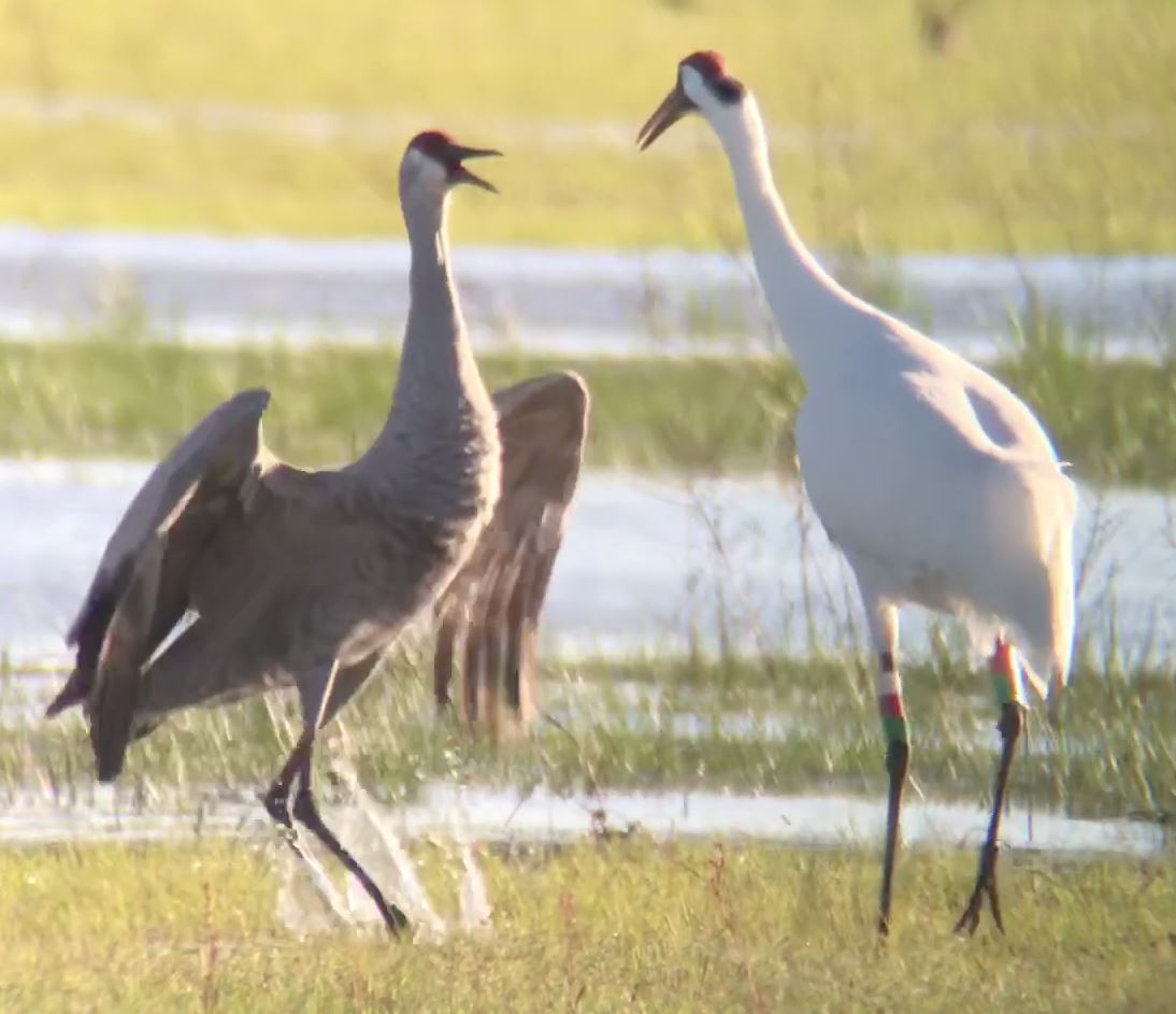 A Sandhill and Whooping Crane spar in a marsh.