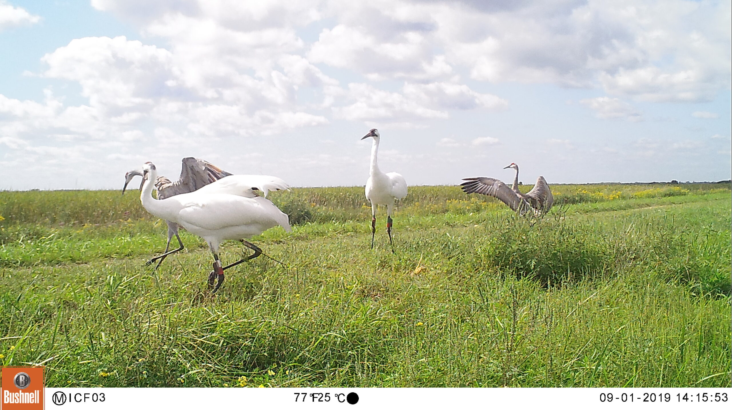 Camera trap image of two Whooping Cranes and two Sandhill Cranes in a marsh