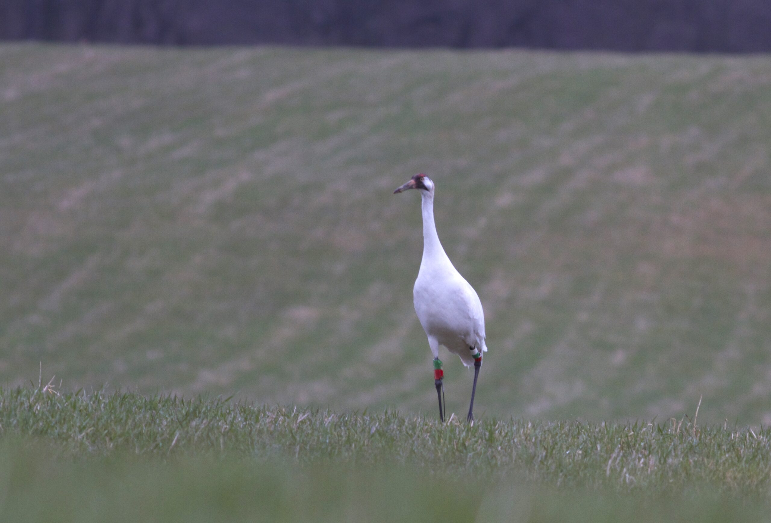 Adult Whooping Crane in field.