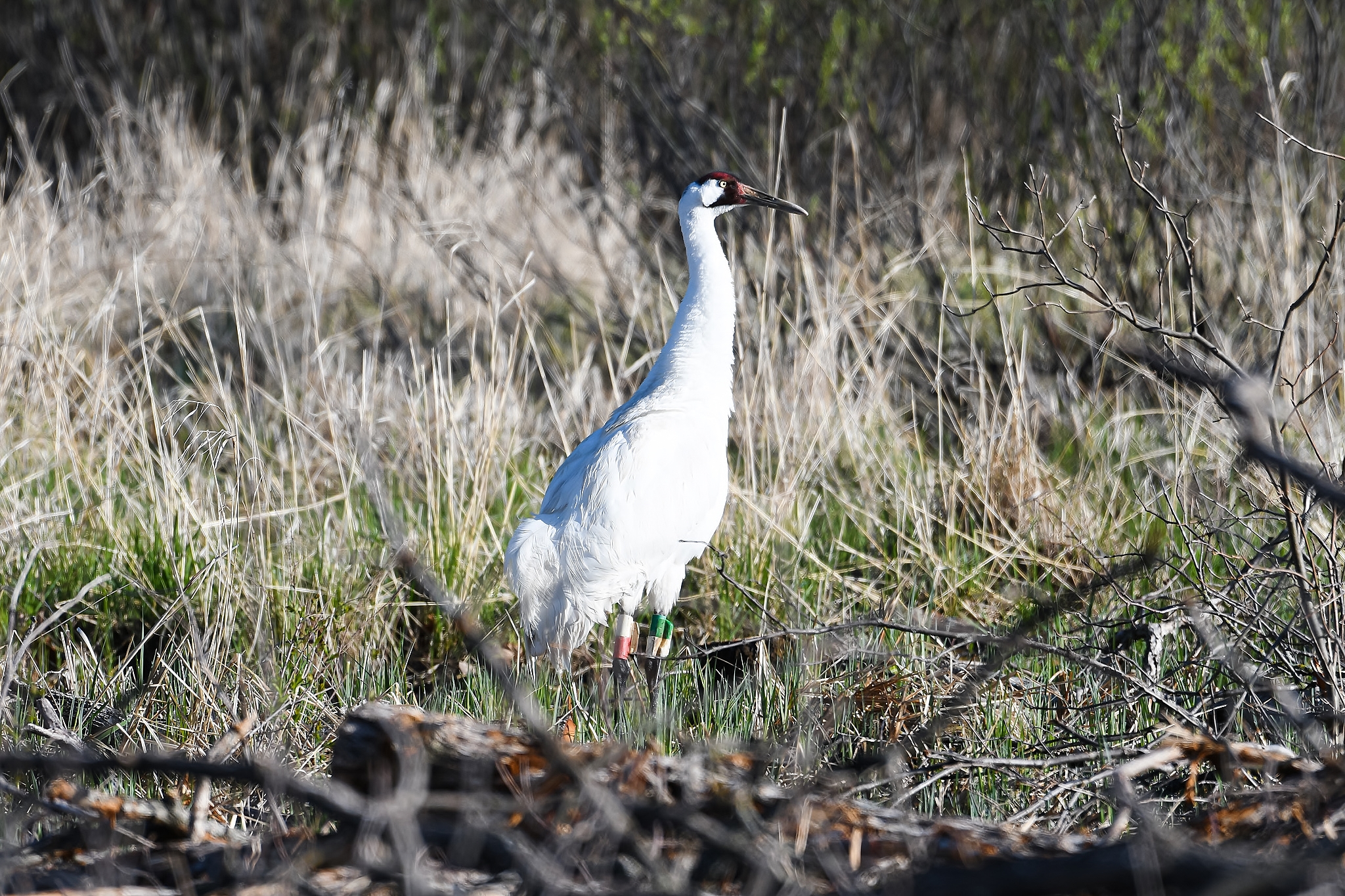 A pure white, adult Whooping Crane stands in tome scrubby vegetation. He looks alert.