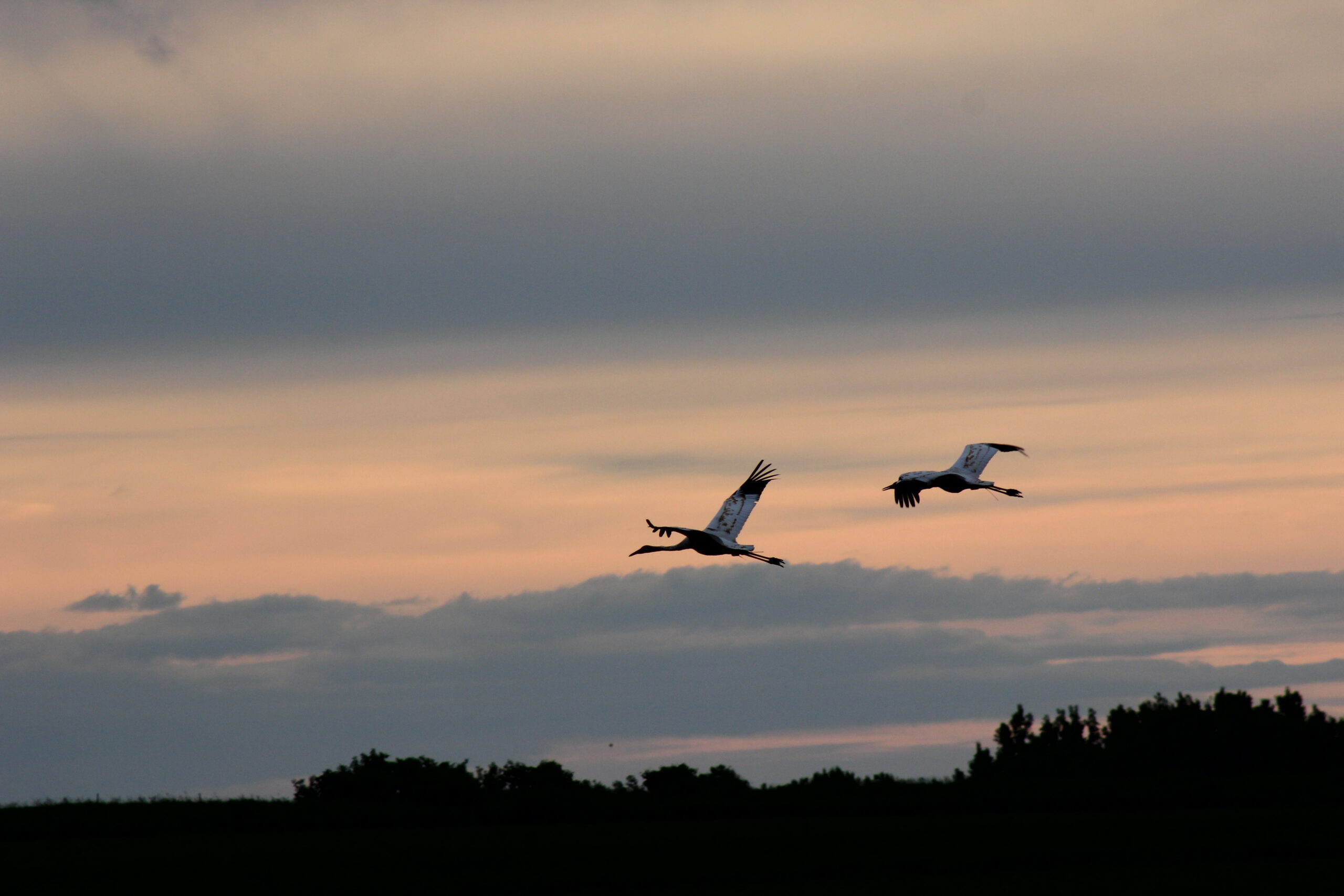 Two juvenile Whooping Cranes in flight