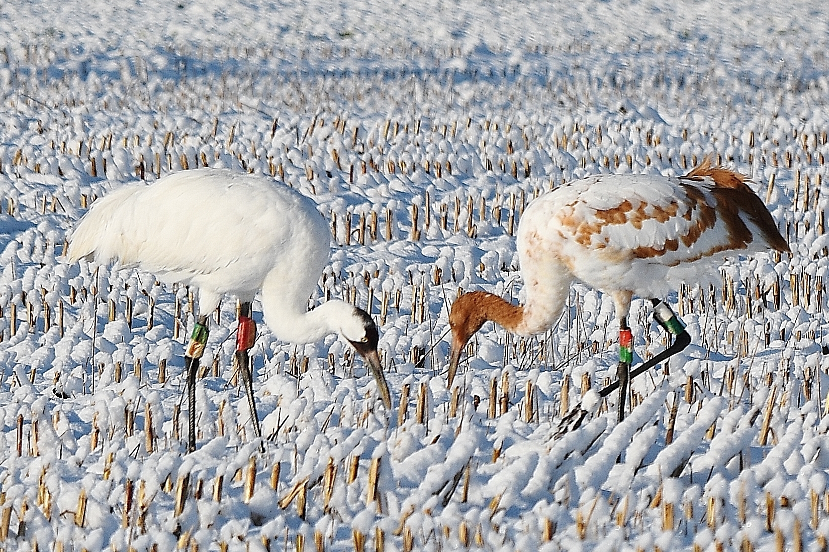 One juvenile and one adult Whooping Crane foraging in the snow.