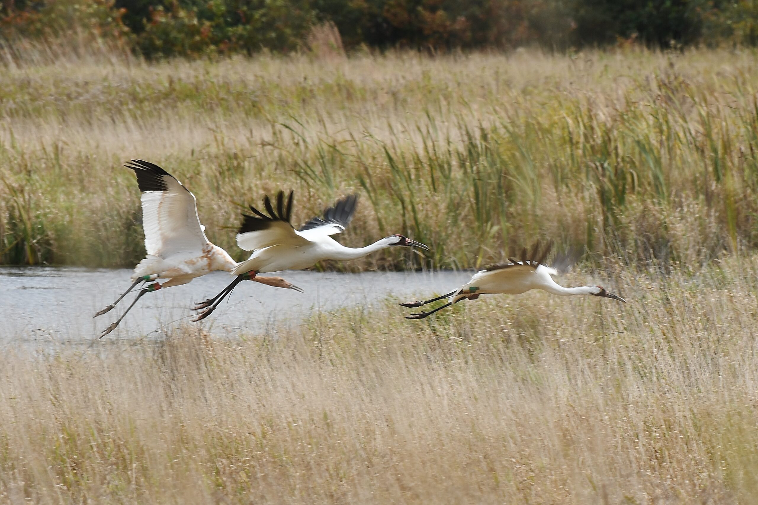 Two adult cranes and one juvenile whooping crane flying over a marsh