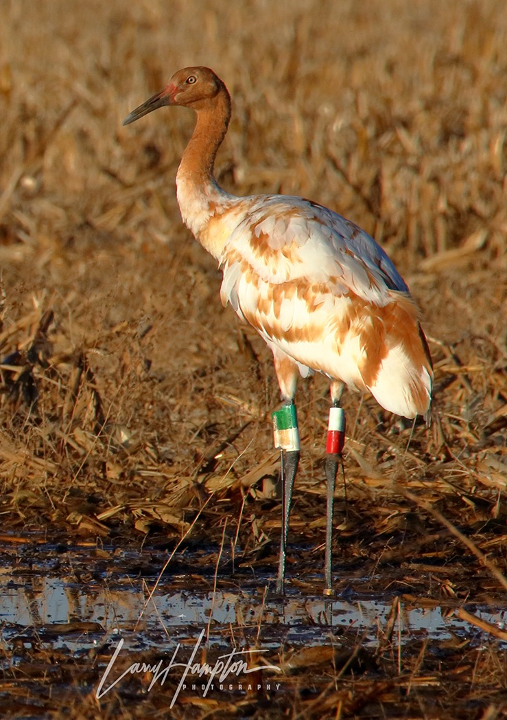 A juvenile Whooping crane with brown and white plumage stands in a flooded field.