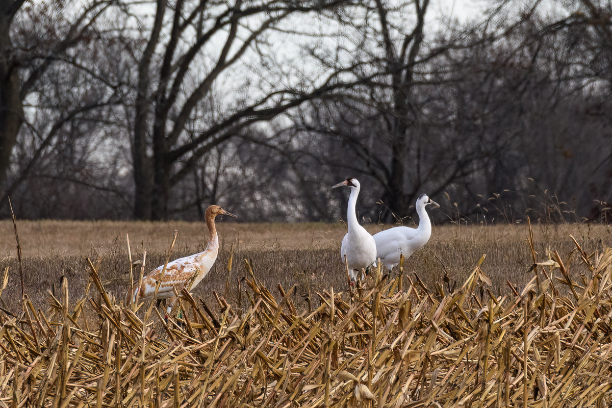 A juvenile Whooping crane with brown and white plumage stands to the left of two adult whooping cranes in a harvested corn field. 