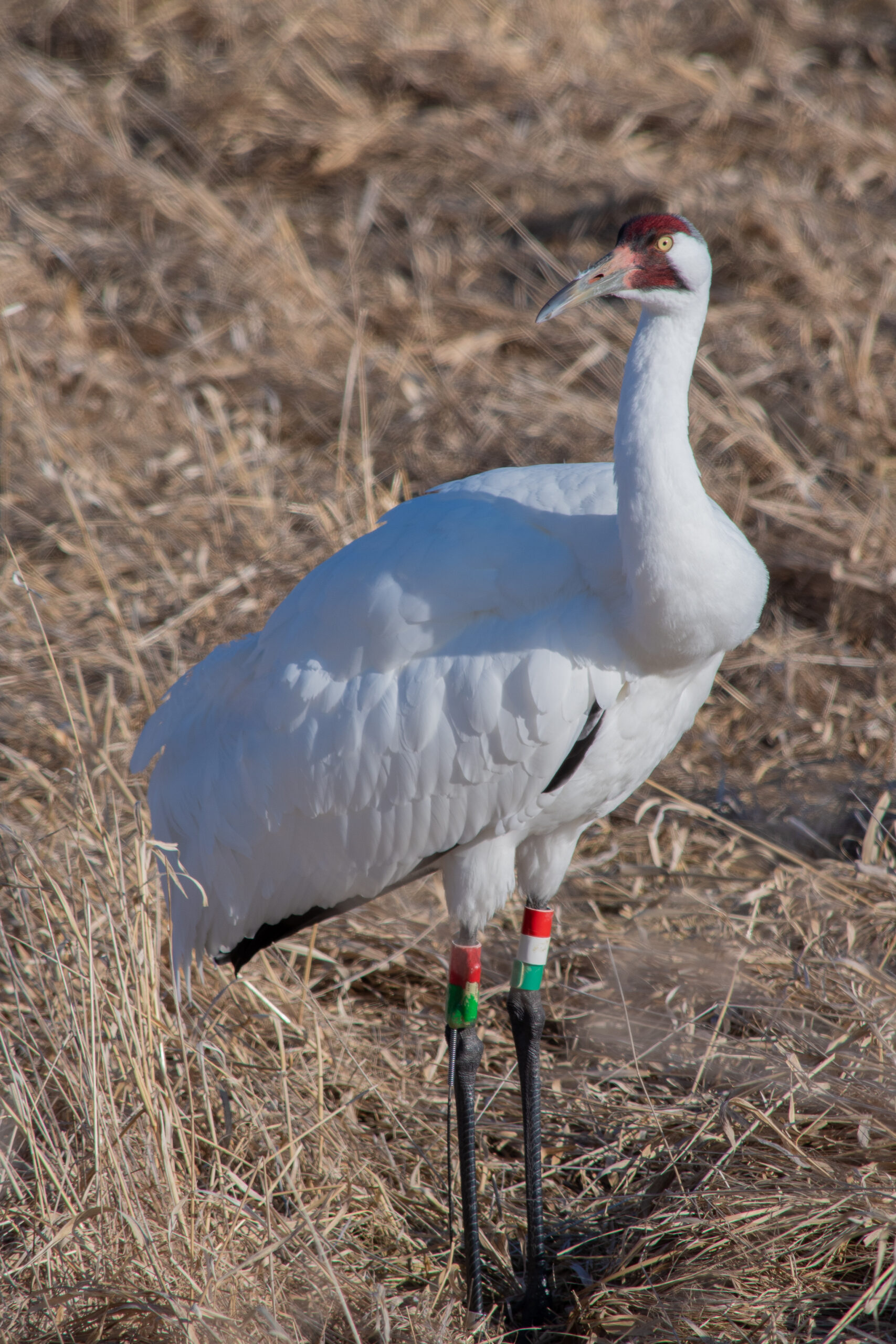 Adult Whooping Crane standing in a marsh