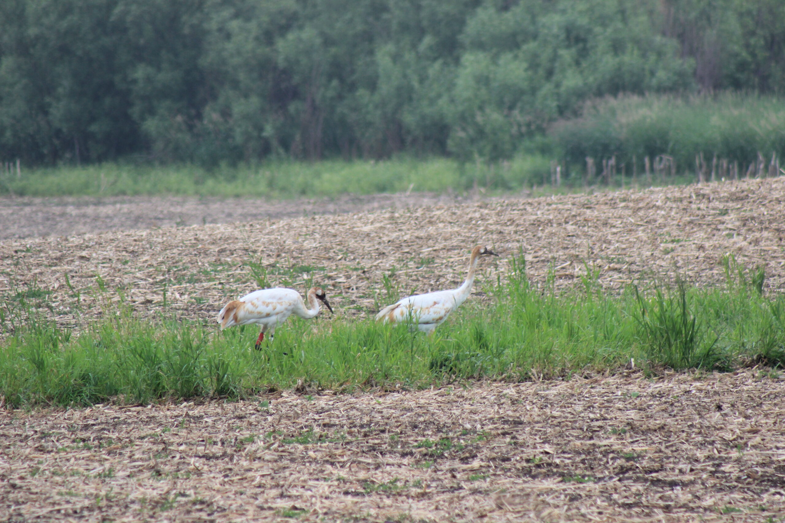 Two juvenile Whooping Cranes