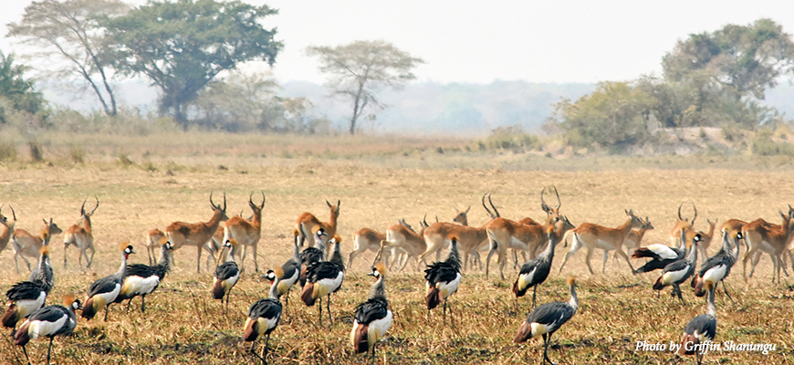 A Lechwe herd and Grey Crowned Crane flock intermingle on the grasslands of the Kafue Flats. Photo by Griffin Shanungu