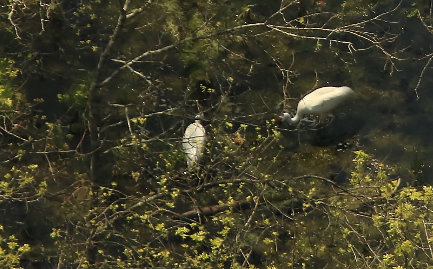 Aerial view of two adult Whooping Cranes and their young chick. The birds are hidden by vegetation.