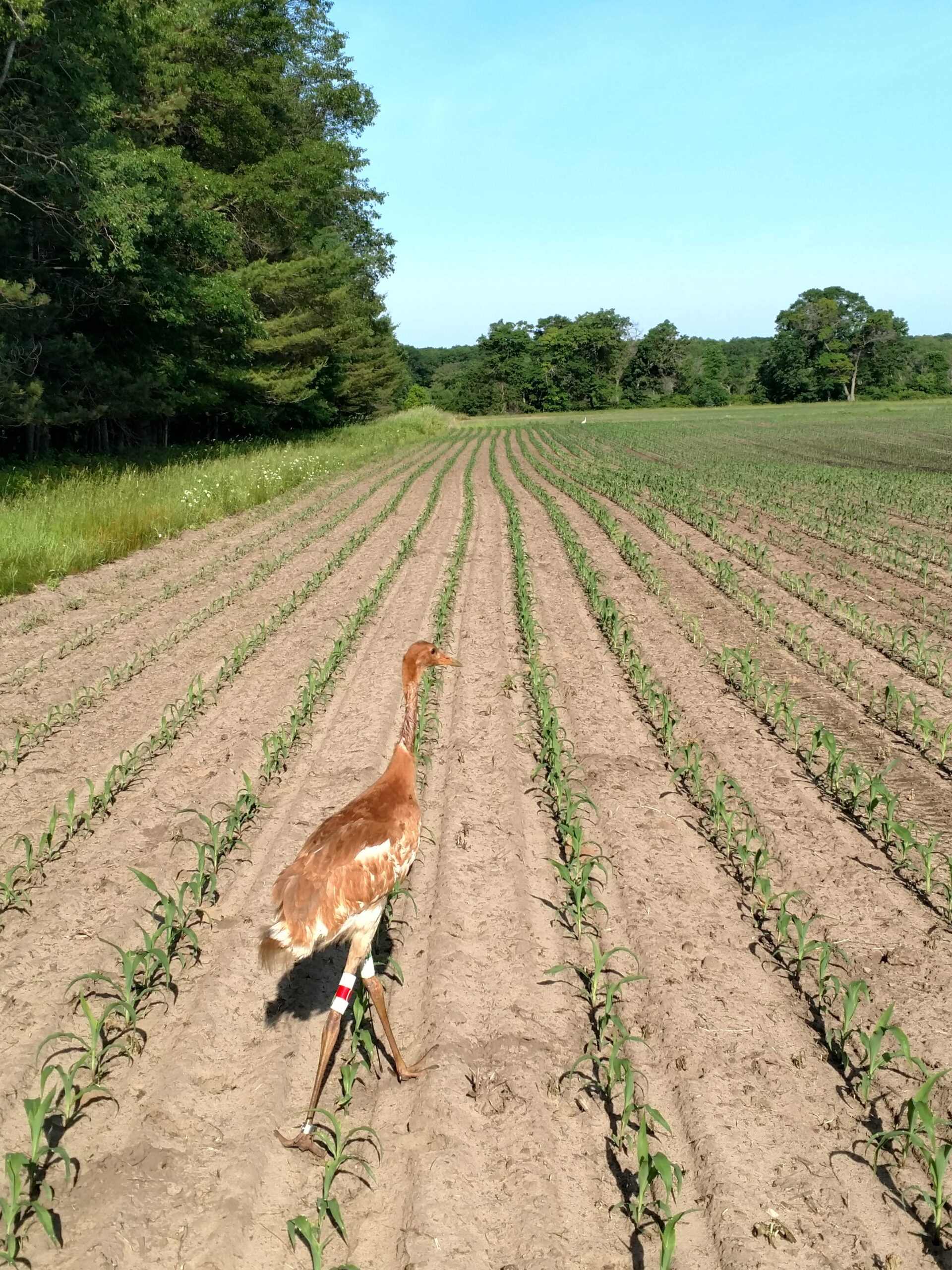 A Whooping Crane chick walks through a corn field