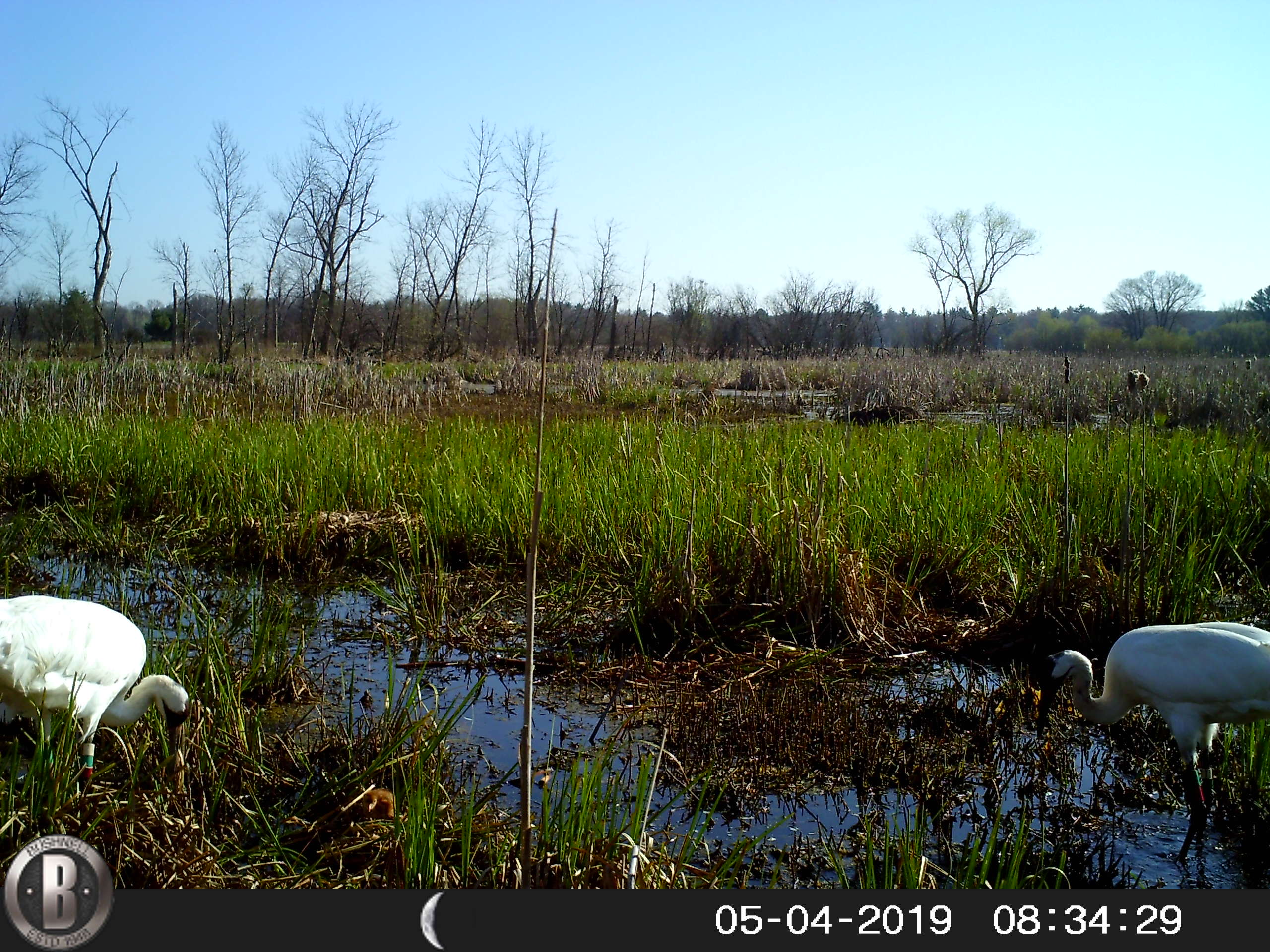 Camera trap photo of two adult Whooping Cranes and their chick