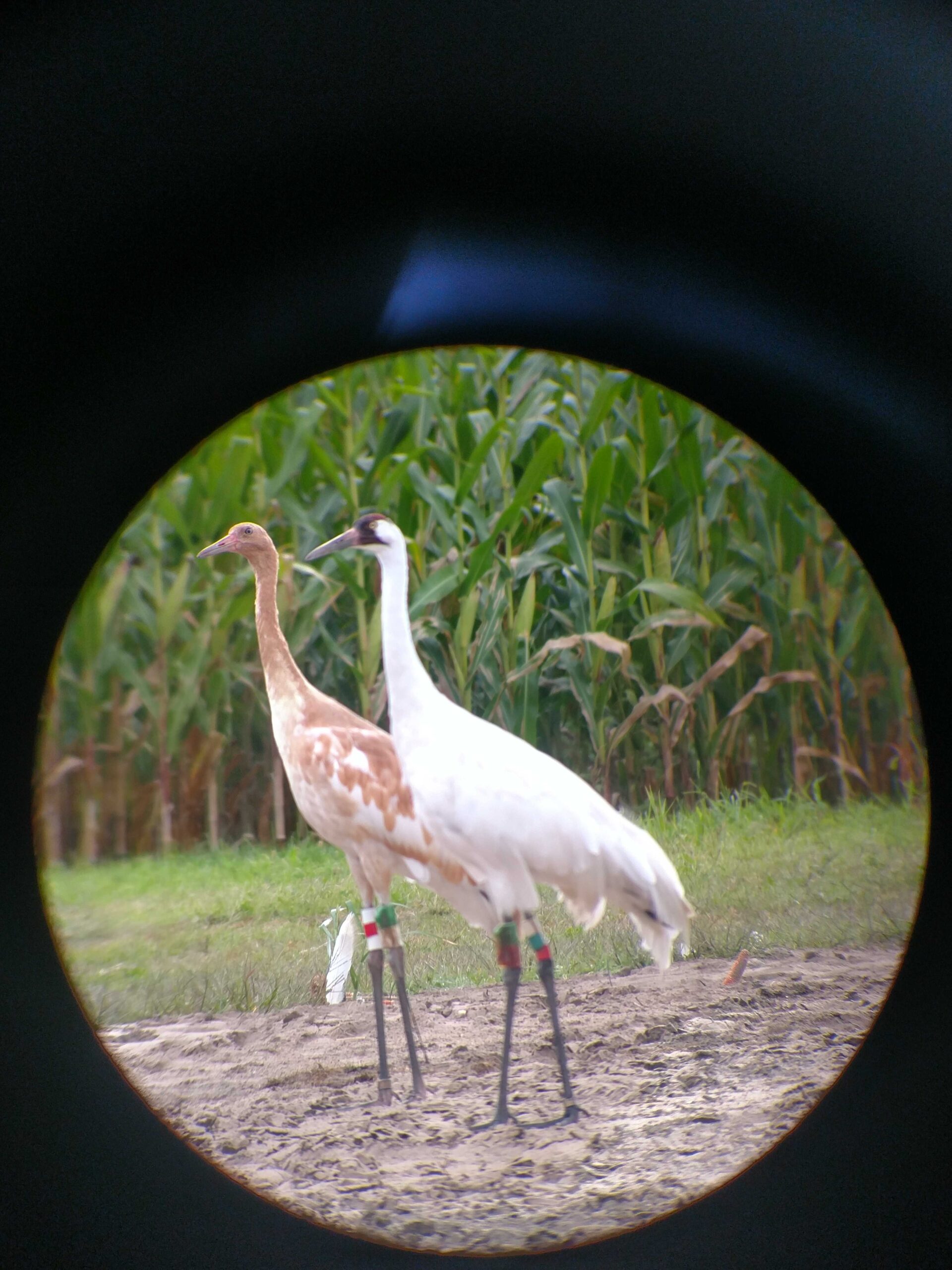Photo taken through a scope of an adult and juvenile Whooping Crane
