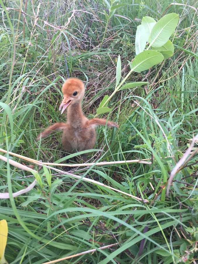 Young Whooping Crane chick with its wings outstretched!
