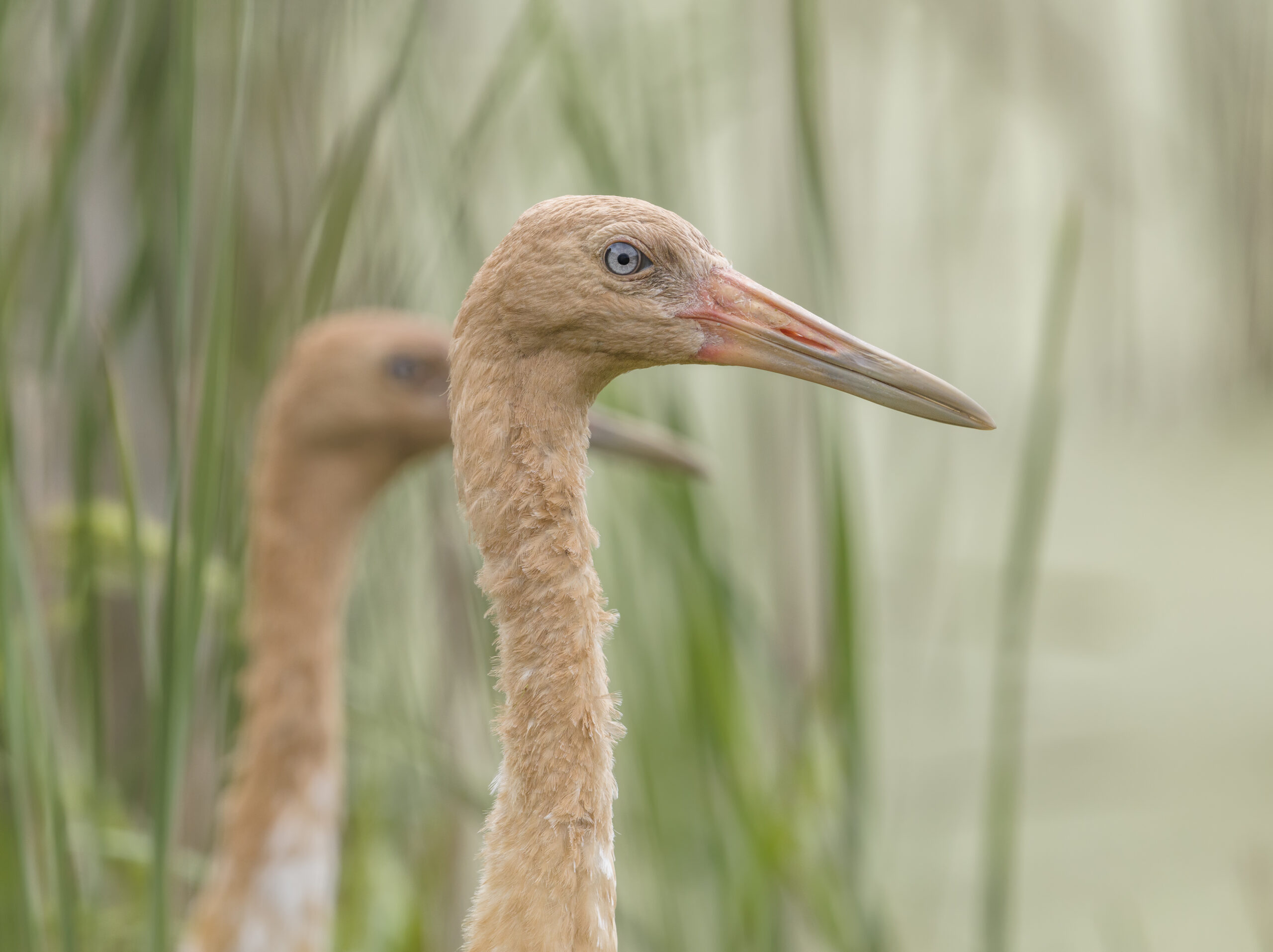 Close-up of two juvenile Whooping Cranes.