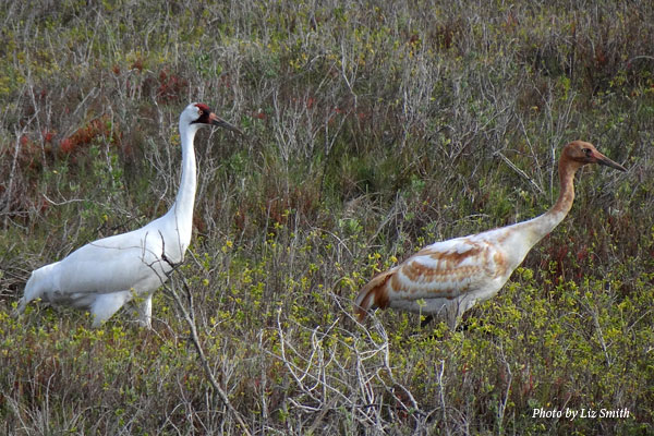 An adult and juvenile Whooping Crane stand in upland foraging areas.