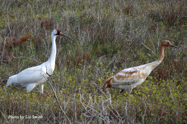 Adult and juvenile Whooping Crane in Texas.