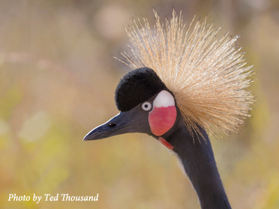 black_crowned_crane_ted_thousand_400