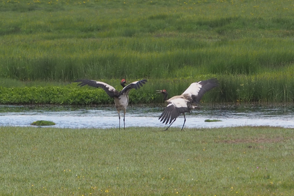 Black-necked Crane pair dancing, Ruoergai National Nature Reserve, China
