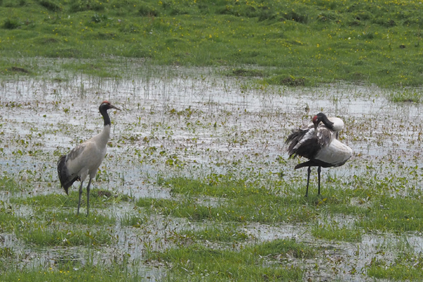 Two Black-necked Cranes loaf in a wetland in southern China.