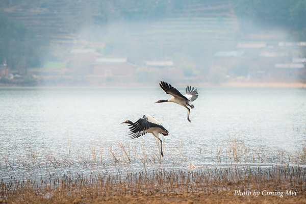 Black-necked Cranes in Yunnan Province, China