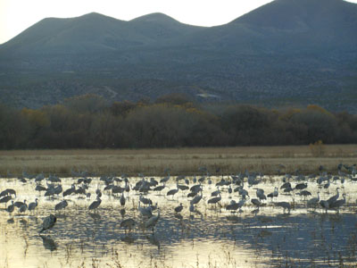 Wintering Sandhill Cranes at Bosque del Apache National Wildlife Refuge, New Mexico