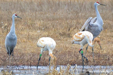 Parent-reared Whooping Cranes "Bryce" and "Zion" at Wheeler National Wildlife Refuge in northern Alabama.