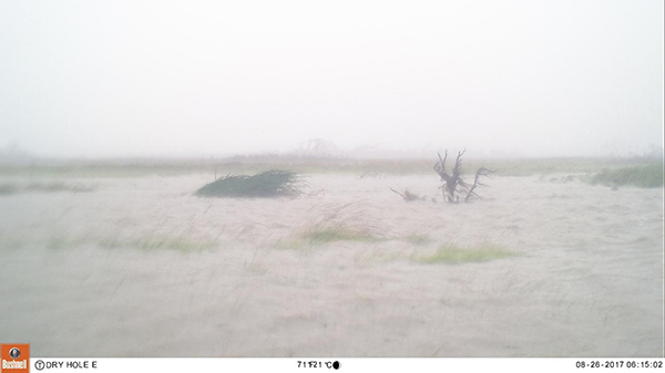 A camera trap photo following Hurricane Harvey. The freshwater pond is covered by water from the coast. A few plants are visible above the water. 