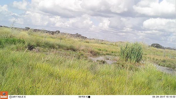 A camera trap photo of a freshwater pond and green vegetation. A row of clouds are moving into a blue sky. The photo is at an angle, tilted to the right.