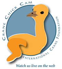 Crane Chick Cam