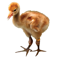 Crane Chick Cam