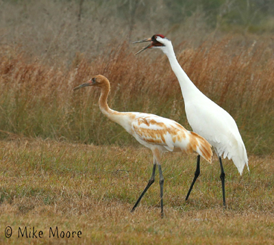 Crane House Whooping Cranes